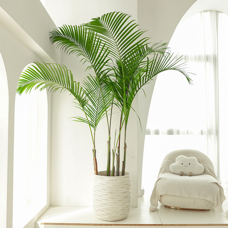 老桩散尾葵绿植盆l栽客厅大型落地室内室外热带植物椰子树高凤尾