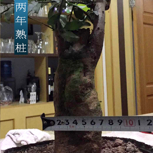 金弹子树桩盆景 黑塔子老桩盆景 两年熟桩 母桩公X桩 68包邮