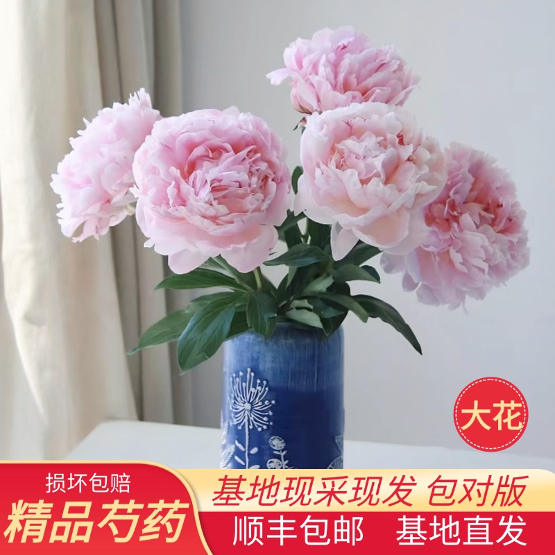 芍药a级品质顺丰冷链包邮