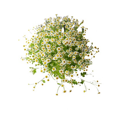 洋甘菊鲜花云南基地直发