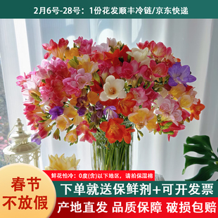 香雪兰办公室插花鲜花花卉绿植昆明云南基地直发水养直供小苍兰