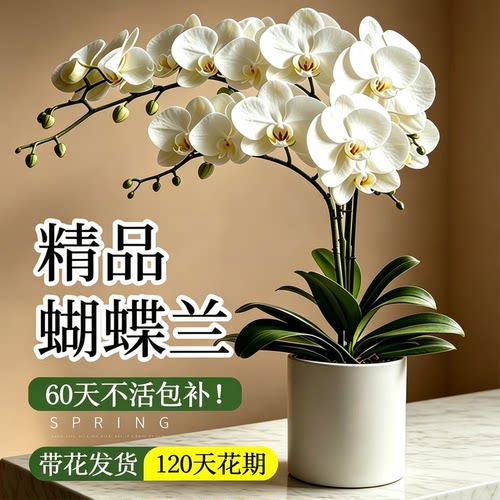 蝴蝶兰盆栽办公室高级花卉绿植