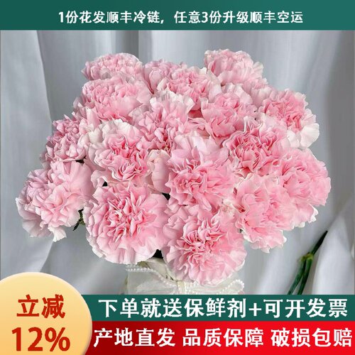 康乃馨鲜花云南基地直发