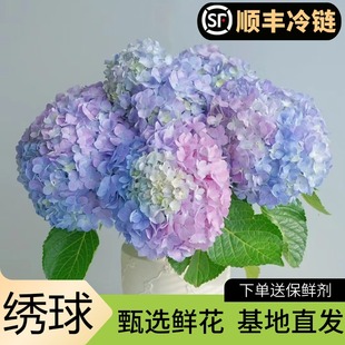 绣球花鲜切花材培水养鲜切花云南基地直发桌面室内客厅装 饰插花束
