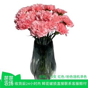 【芭芭农场】康乃馨鲜花云南基地直发38女神节生日父母鲜切花10支
