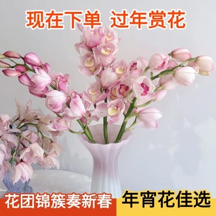 大花惠兰鲜切花云南基地直发室内花卉兰花大花蕙兰鲜花水培手捧花
