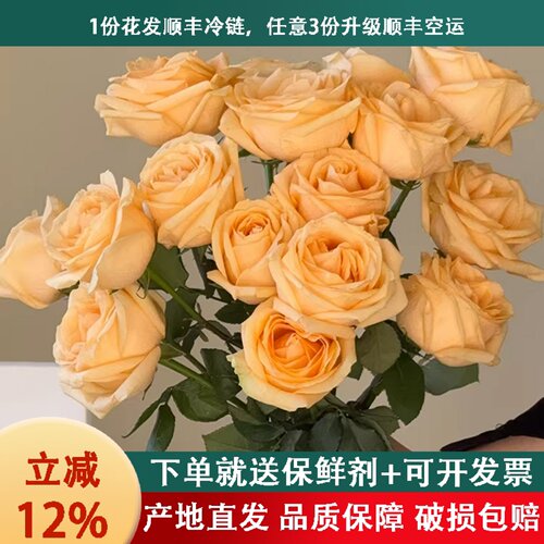 香槟玫瑰A级玫瑰好养活