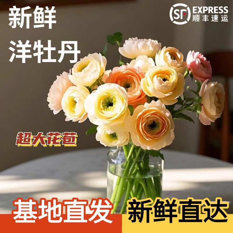 洋牡丹年宵花顺丰包邮