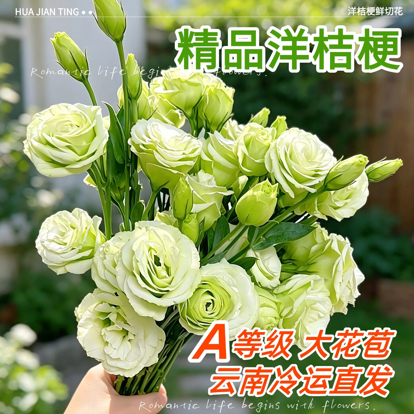 稀有洋桔梗鲜花切插花云南直发