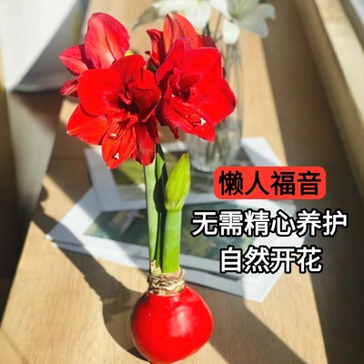 进口朱顶红阿弗雷重瓣开花种球