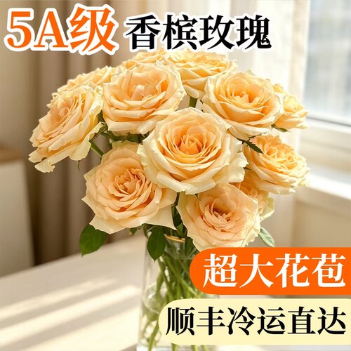 稀有香槟玫瑰花云南直发鲜切花