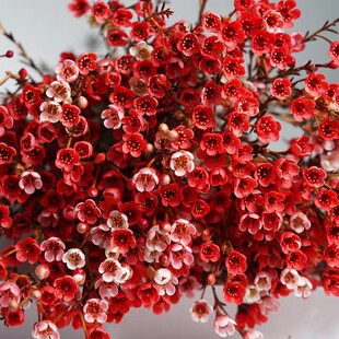 腊梅水培鲜切花云南基地花卉直发客厅摆件年宵花红梅装饰