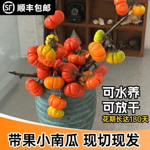云南昆明基地顺丰直发新鲜小南瓜鲜花鲜切枝条长花期可做干花果