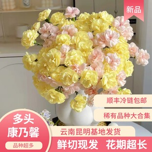 多头康乃馨鲜花鲜切花云南昆明基地顺丰家用水养花期超长家用插花