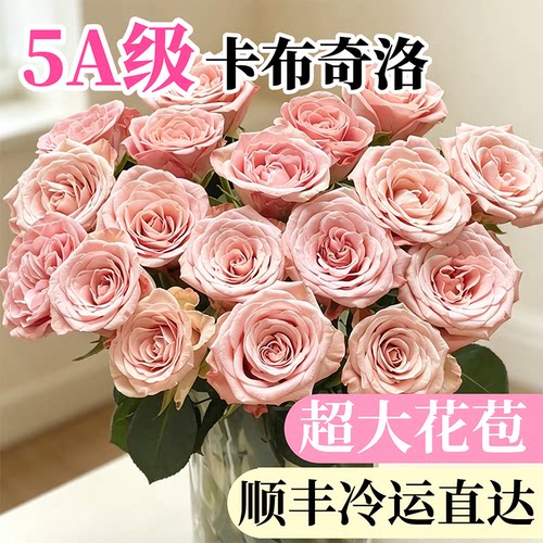 玫瑰花卡布奇诺云南基地直发