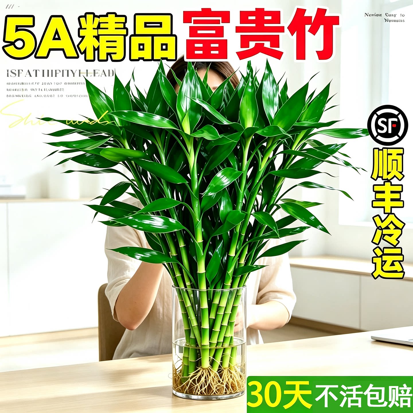 富贵竹节节高升水培植物客厅招财