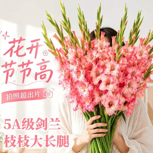 精品剑兰鲜切花大长腿顺丰冷运