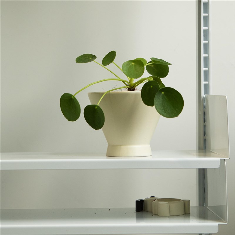 诗与自然 圆叶镜面草北欧办公桌面盆栽小众个性植物盆景四季常绿