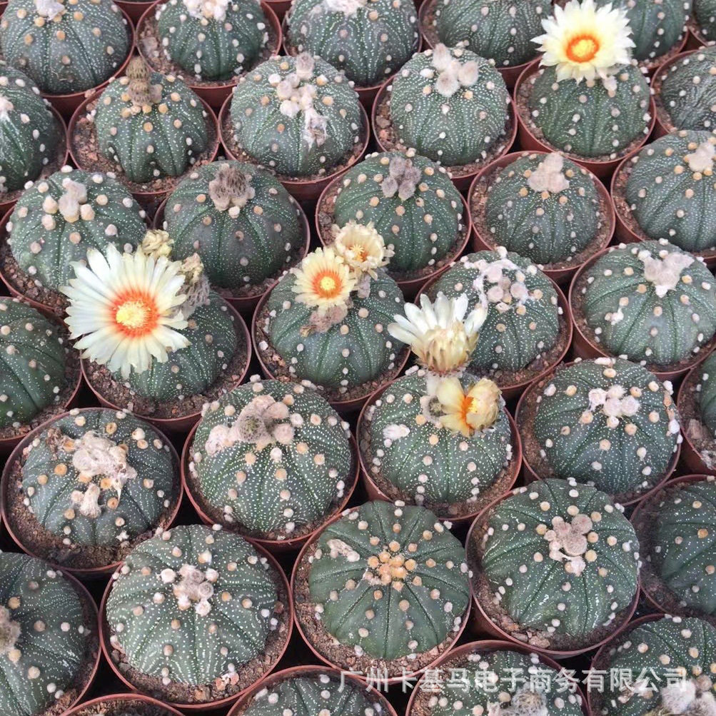 【基地直供】星兜锦开花仙人球盆栽居家办公花卉绿植多肉植物耐养