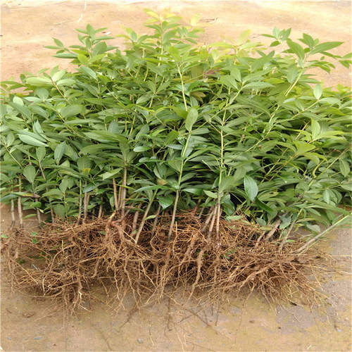 雅安天赐苗木苗圃基地金丝楠木