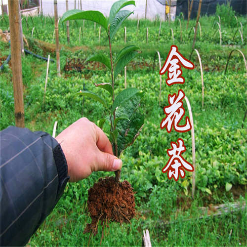 业之欣基地防普金花茶苗别墅庭