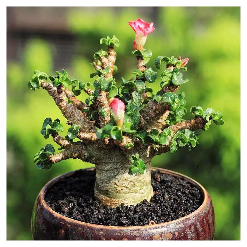 绿阳新意a 卡汉羊角沙漠玫瑰Adenium khao多肉块根盆栽石化品种