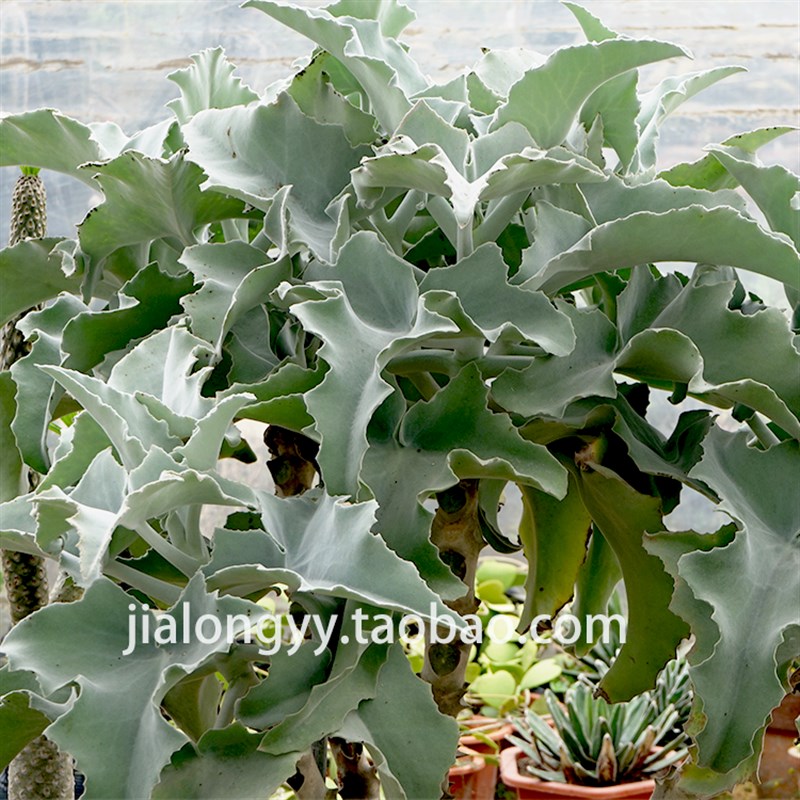仙女之舞a植物 白衣仙女之舞 景天科 银叶仙女之舞 多肉不带刺盆
