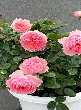 超新品莫妮卡戴维法国玫瑰月季花苗庭G院强香勤花四季植物耐寒花