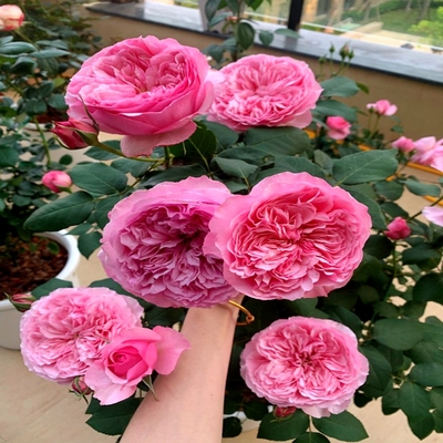 奥斯汀凯丽月季浓香m玫瑰花苗阳台庭院盆栽耐寒耐热四季开粉色切