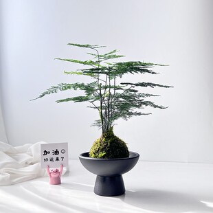 文竹苔藓球水培易活植物好养室z内客厅绿植花卉办公室水养盆栽解