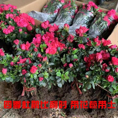 杜鹃花苗工程毛杜鹃量大春夏西洋鹃庭院花卉盆栽小区绿Z化植物包
