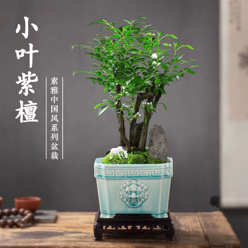 小叶紫檀盆栽老桩名贵盆景v室内客厅办公室绿植物四季常青净化空