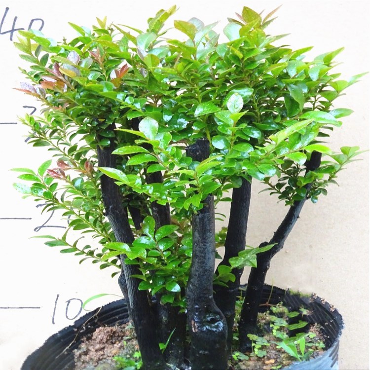 名贵小叶a紫檀盆景树桩客厅室内老桩植物花卉四季常青带盆栽好包