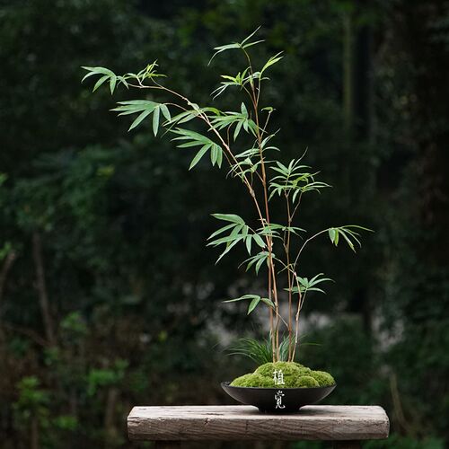 植觉 绿筠d造型组合盆栽造景盆栽绿植办公室桌面植物盆景花卉景观