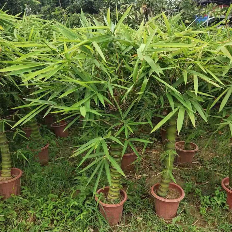 精品粗壮老桩佛肚竹大型盆栽罗汉竹庭院观赏竹子盆景Y办公室内植