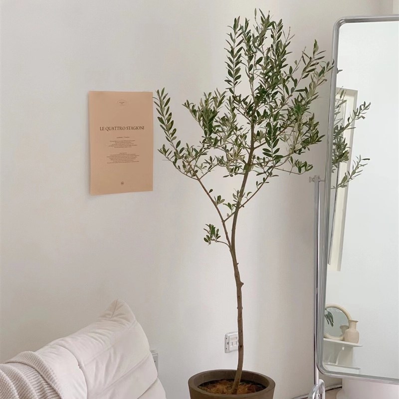 油橄榄树大型盆栽室内客厅绿植好养活办公室花卉盆景X乔迁开业植