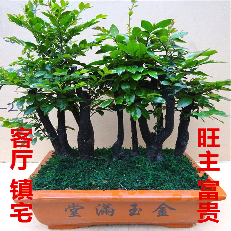 小叶紫檀盆栽树桩客厅室内绿植盆景摆件花卉四P季常青带盆栽好包