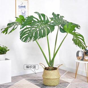 老桩龟背b竹盆栽室内客厅办公室除甲醛净化空气大型开背龟背竹绿