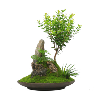 赤楠山石组合小盆栽创意中国风小C叶盆景中式茶室书房菖蒲室内桌