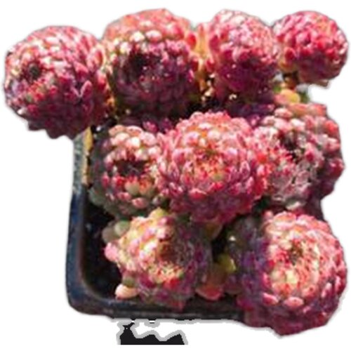 多肉植物姬莲小红船红衣群生罕见稀有品种室M内阳台防辐射花卉盆