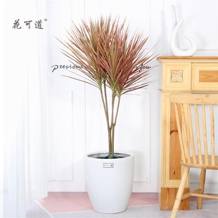 千年木日式大f型植物观叶天津绿植花卉同城送货盆栽室内客厅吸甲