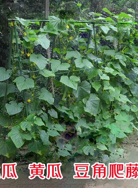 黄瓜豆角架爬藤架庭院丝t瓜架菜架子种菜瓜果支撑花架户外种植番