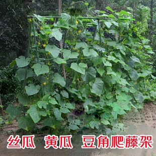 黄瓜豆角架爬藤架庭院丝t瓜架菜架子种菜瓜果支撑花架户外种植番
