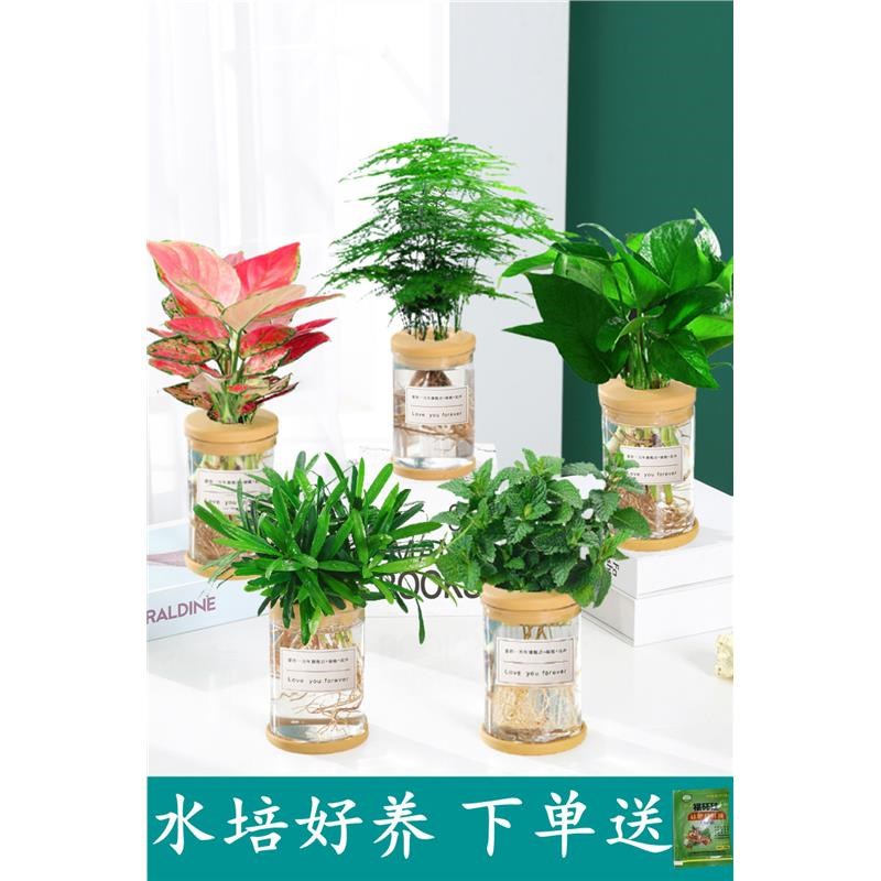 速发水培肉物红绿财树绿萝花卉室内盆栽多植发植物富贵文竹薄荷养