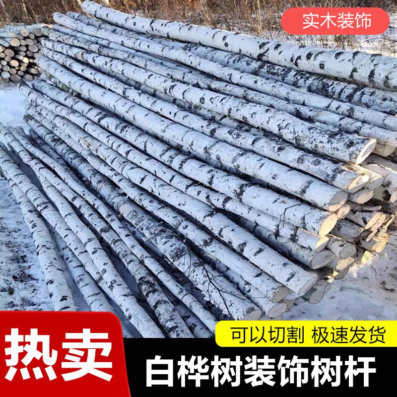 速发白桦树原木树干树杈婚庆隔断玄关橱窗展厅造景道具装饰桦树杆