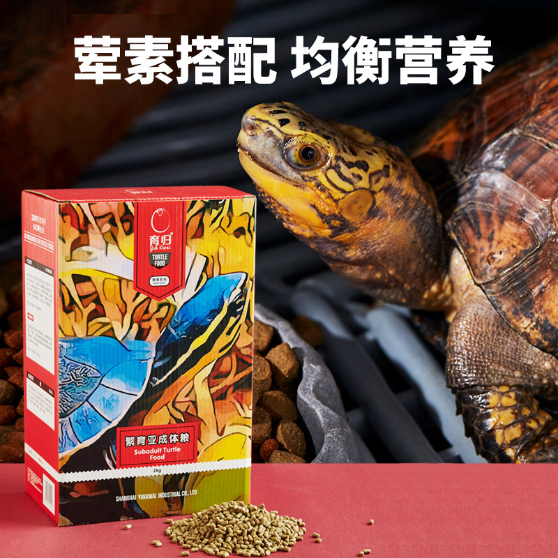 速发育归繁育亚成体水龟半水龟黄喉拟水龟草龟黄缘闭壳龟黄额通用