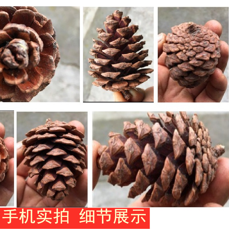 速发乾园花松果D树塔马尾松果实装饰松I材料耶诞果幼儿Y燥装饰道