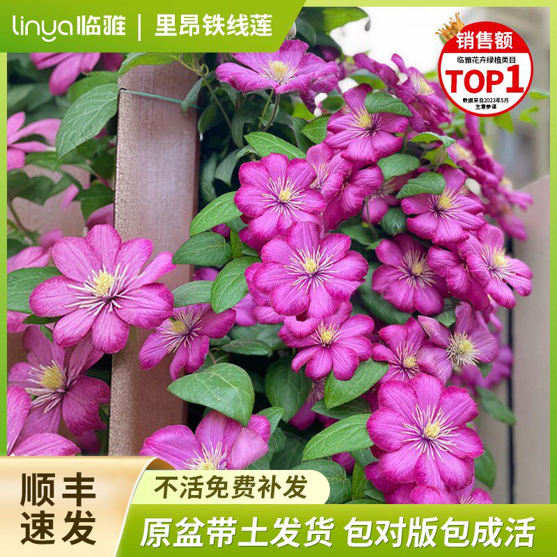 速发里昂铁村庄铁线莲苗爬藤绿托邦铁线乌莲植花卉盆栽银币台四季