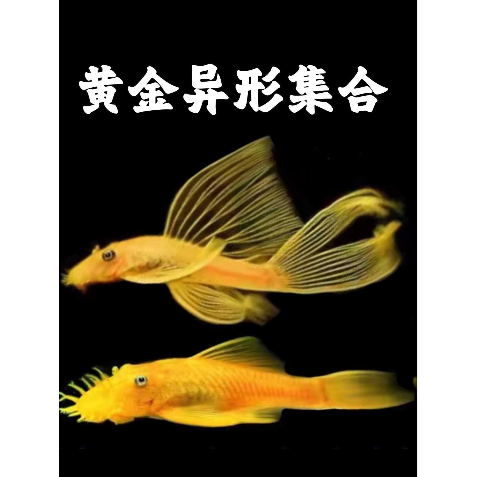 黄金胡子鱼红眼女王胡子大帆蓝眼胡子异形清道夫除藻吃青苔工具鱼