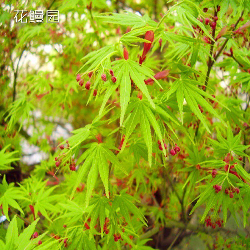 鸡爪槭树苗青枫树苗青枫小苗青枫苗红枫嫁接砧木绿化苗木庭院植物